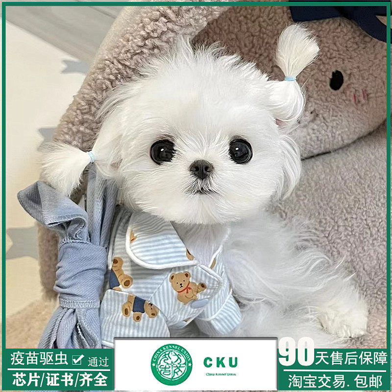 纯种韩系超小体马尔济斯幼犬约克夏马尔泰比熊宠物狗狗幼崽茶杯犬