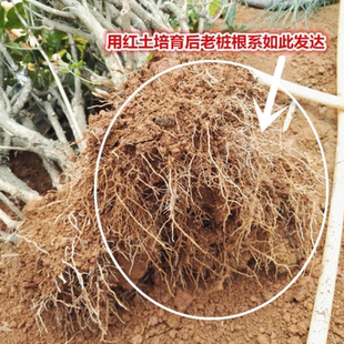 田园土泥土黄土壤通用型纯天然沙质泥巴土阳台种菜种花有机营养土