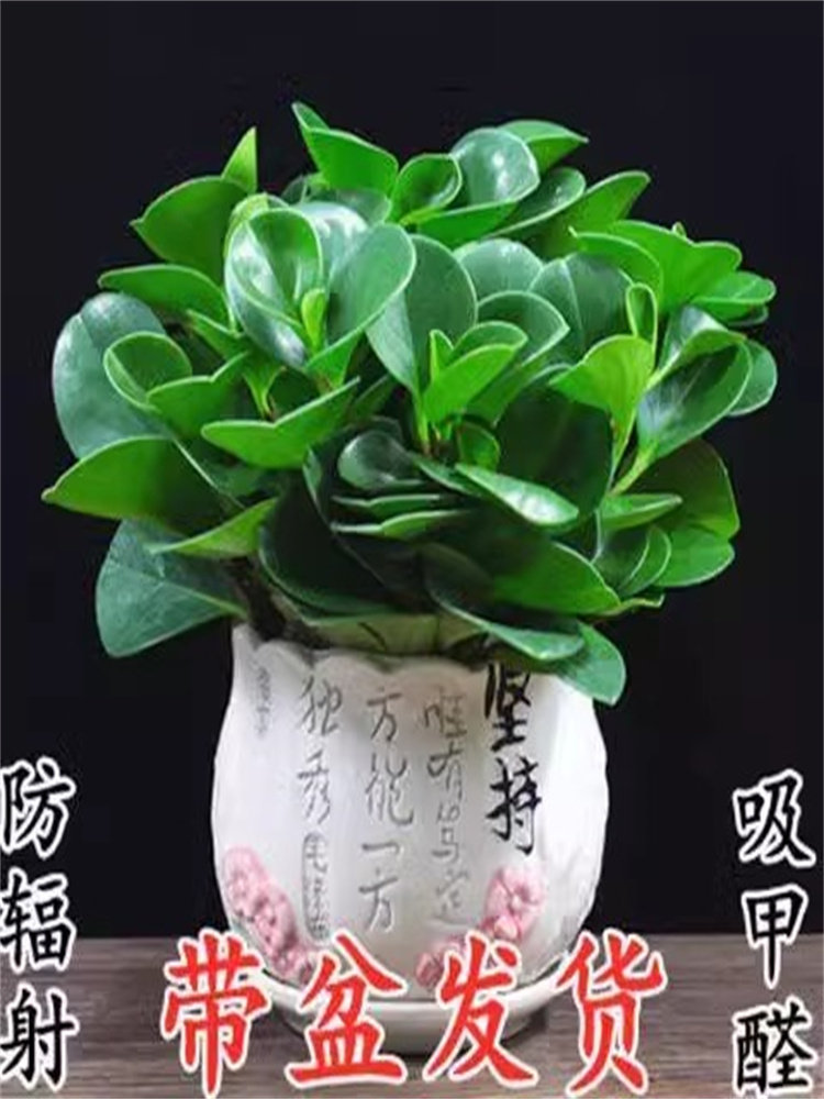 新疆包邮豆瓣绿盆栽碧玉盆栽电脑宝贝桌面绿植电脑伴净化空气绿色