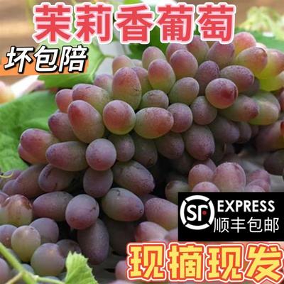 云南茉莉香葡萄新鲜现摘郁金香玫瑰香无籽香甜提子当季水果原产地