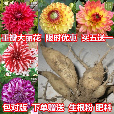 大丽花种球根进口菊地瓜块室