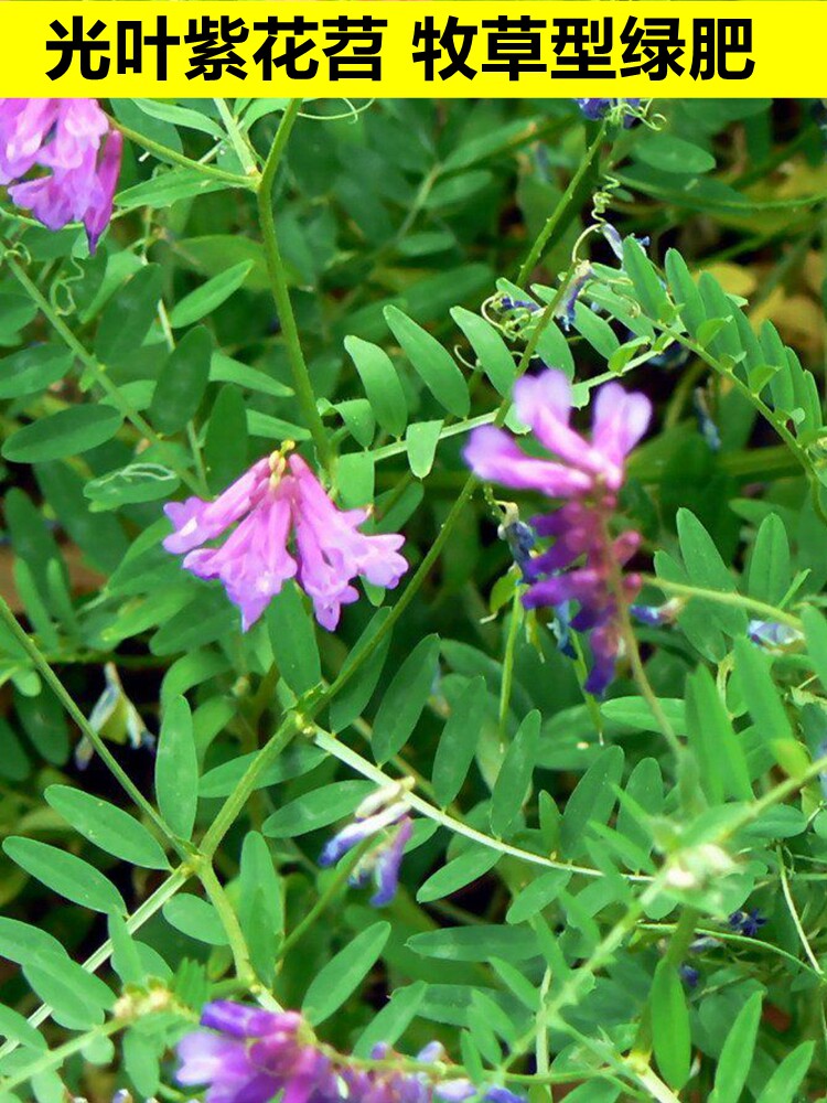 光叶紫花苕种子毛苕子种野草籽护坡固土养蜂蜜源牧草果园绿肥种籽