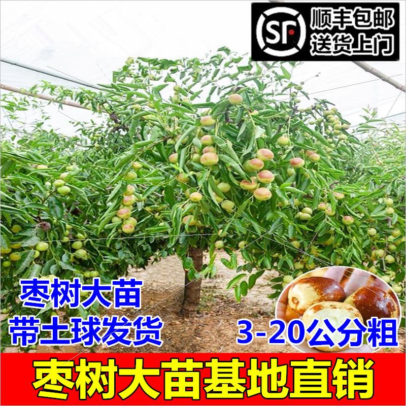 枣树活苗特大冬枣嫁接地栽盆栽北方南方种植庭院沾化枣树果树果苗