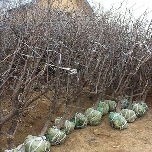 枣树活苗特大枣嫁接苗沾化冬枣带土地栽盆栽庭院种植北南方果树苗