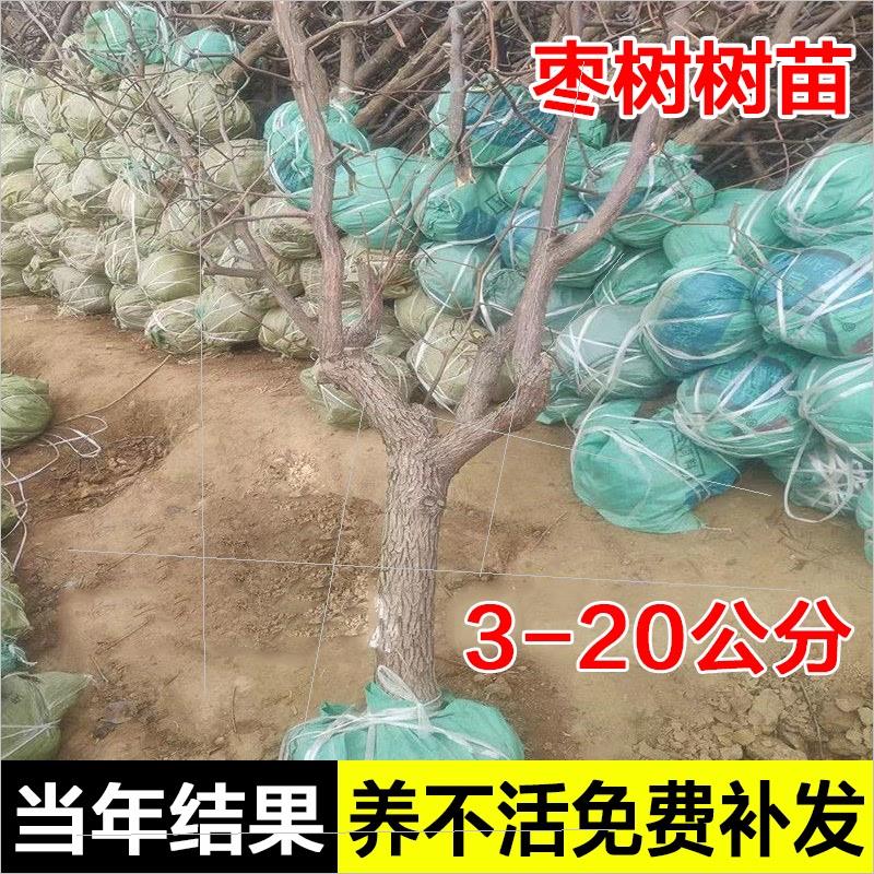 特大枣树活苗大枣超甜冬枣葫芦枣树南方北方四季种植庭院果树大树