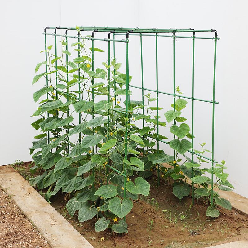 庭院葡萄架子黄瓜丝瓜月季豆角架杆子植物攀爬藤架包塑钢管支撑杆