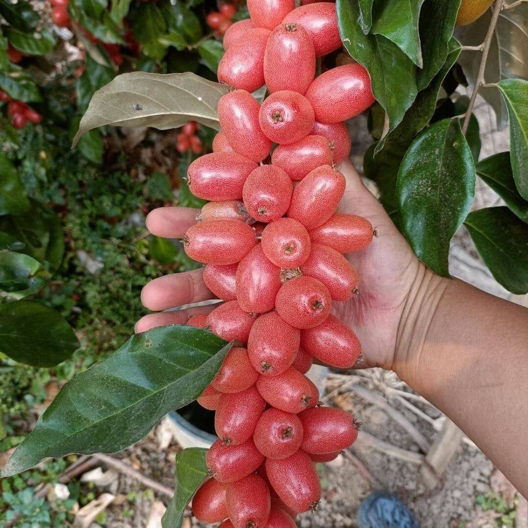 羊奶果苗特大果德甜二号胡颓子苗胡秃子苗羊奶果树苗耐寒盆栽南方
