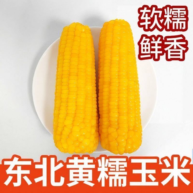 东北玉米新鲜糯玉米净重4.5-5斤装玉米代餐黄糯玉米甜糯粘糯玉米