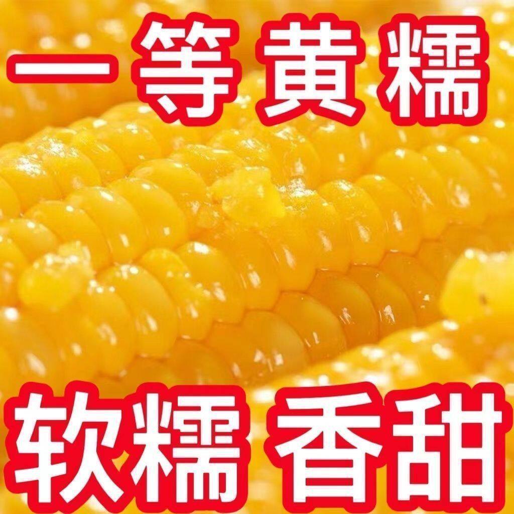 东北黄糯玉米新鲜糯玉米东北黄糯甜糯玉米非转基因黄玉米整箱大棒