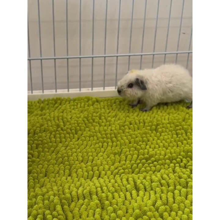 荷兰猪窝垫雪尼尔吸水保暖宠物垫过冬加厚花枝豚鼠仓鼠兔子专用