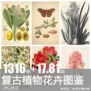 junk journal复古植物花卉图鉴昆虫花草图谱设计手帐电子素材图片