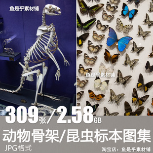 动物骨架昆虫标本图集生物骸骨设计参考背景临摹高清电子图片素材