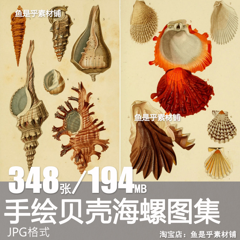 复古贝壳海螺手绘插画海洋扇贝图鉴手绘海洋生物电子图片手账素材,商务/设计服务,设计素材/源文件,淘宝优惠券,粉丝福利购,淘宝优惠卷