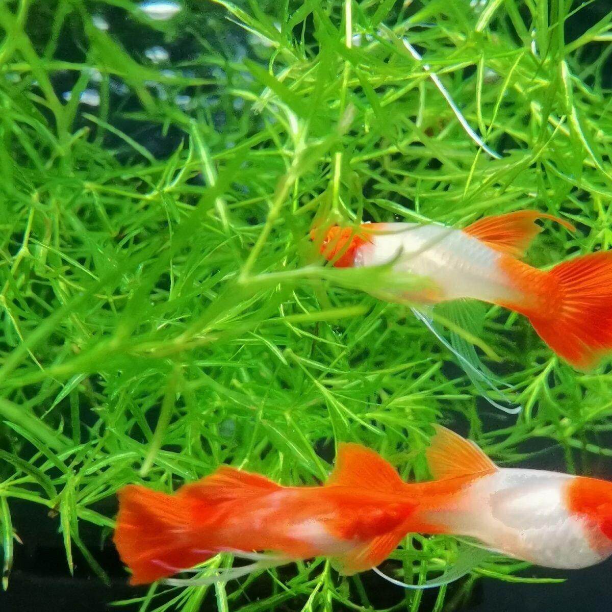 竹节草印度小竹节草水草鱼缸造景易养增氧净化懒人鲜活孔雀鱼躲避