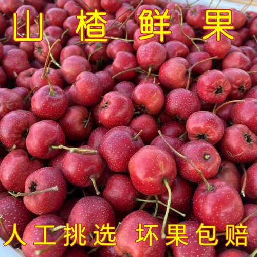 山楂鲜果自然生长山楂果批发糖葫芦雪球山楂开胃养胃沂蒙山山楂果
