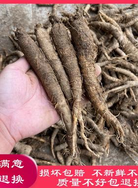 新鲜山鲜萝500克HEH包邮野生北沙参山卜地胡瓜轮叶党参朝族特色咸