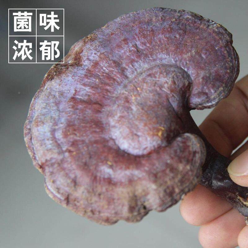 海 南五指山 枝正品 生长环生境野 赤芝 红芝整野生500EVFg一斤包