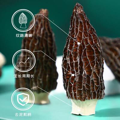 富昌羊货YTO肚菌菌150g南特产云蘑菇干 干新鲜羊肚菌菇菇类煲汤食