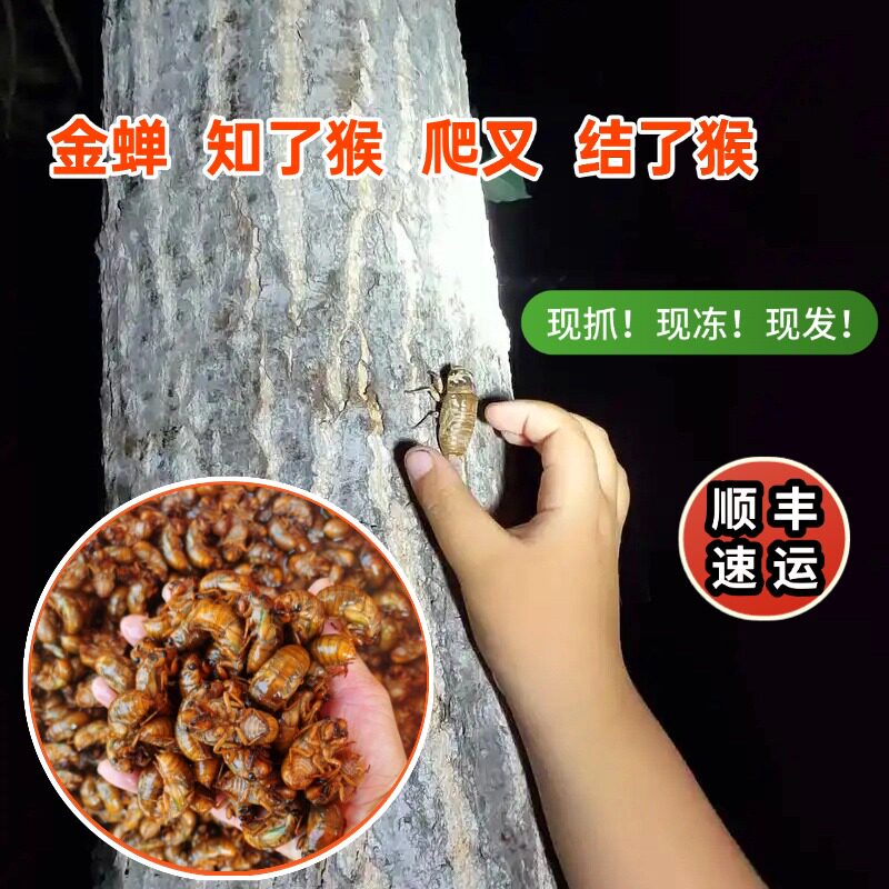 顺丰速冻苏北名吃知了猴金蝉