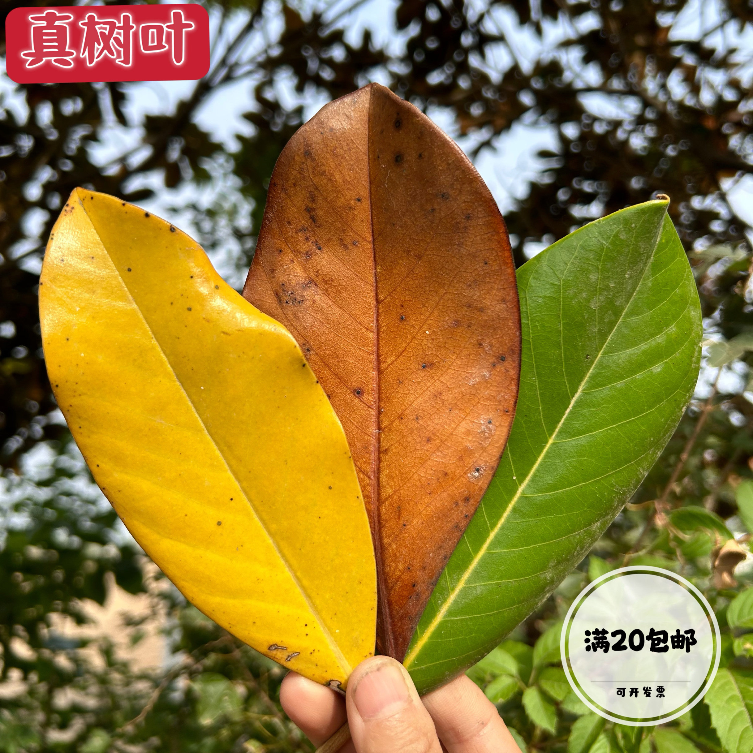 广玉兰叶子天然真树叶装饰布景摄影道具干树落叶幼儿diy手工材料