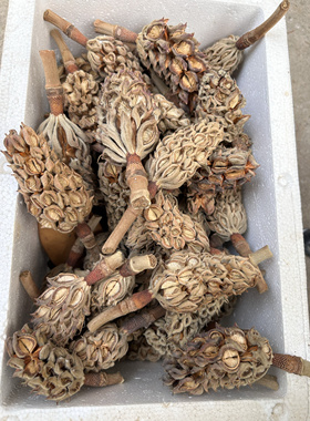 【广玉兰果实】田园植物 自然风干掉落 手工diy材料 摆设拍照