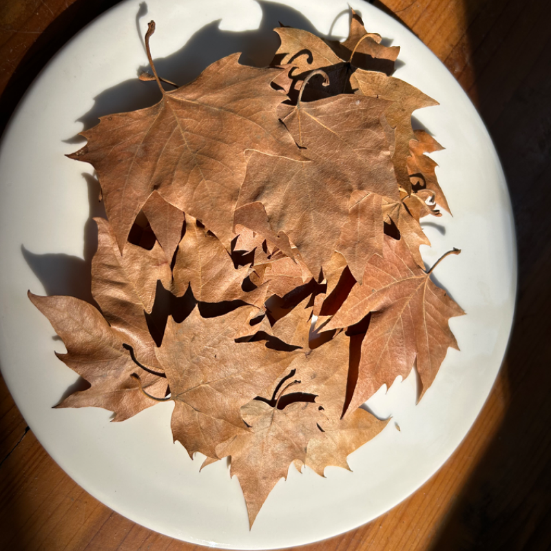 批发小枫叶法国梧桐叶干枯树叶子摄影布景道具圣诞树手工材料