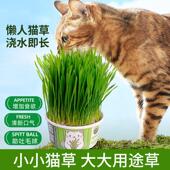 懒人泡面猫草四季 盆栽去毛球猫零食助消化自种罐头宠物猫咪零食