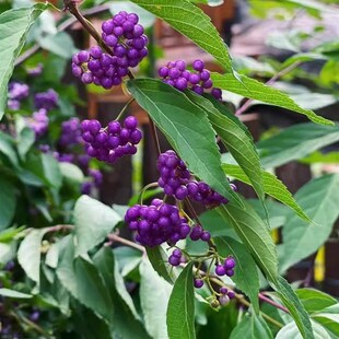 紫珠盆栽 多年生耐热耐寒阳台庭院观果植物盆景花园别墅种植好养