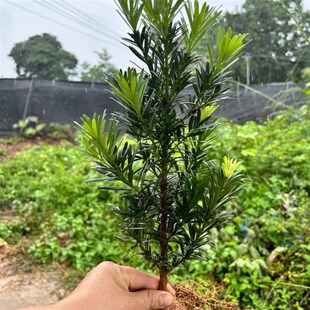 正宗小叶雀舌罗汉松苗场耐寒耐热花园庭院绿植盆栽四季长青常绿花