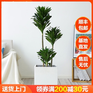 太阳神盆栽老桩龙血树北欧网红室内客厅大型植物植物多头竹蕉绿植