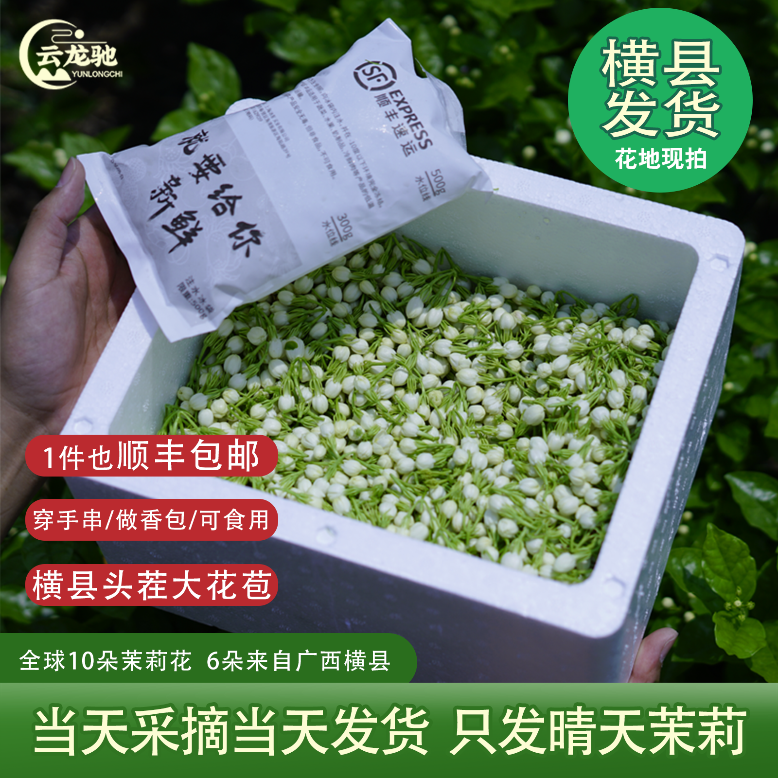 茉莉花鲜花广西横县现摘可食用
