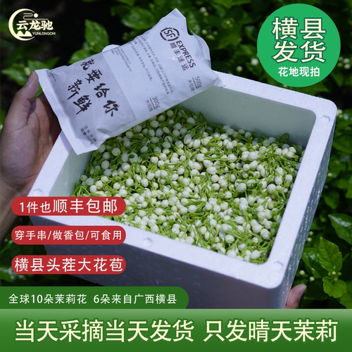 茉莉花鲜花广西横县现摘可食用