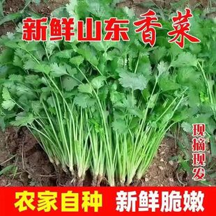 山东本地农家带根新鲜时令小叶香菜芫荽蔬菜现挖现发食用火锅青菜