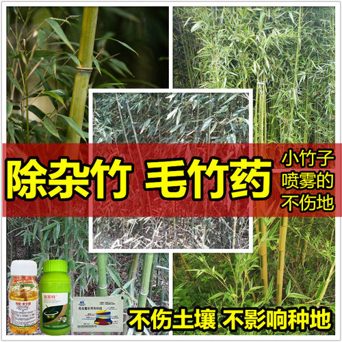 打竹子除草剂杀竹子用什么药毛竹杂竹除草剂烂竹根什么药能除竹子