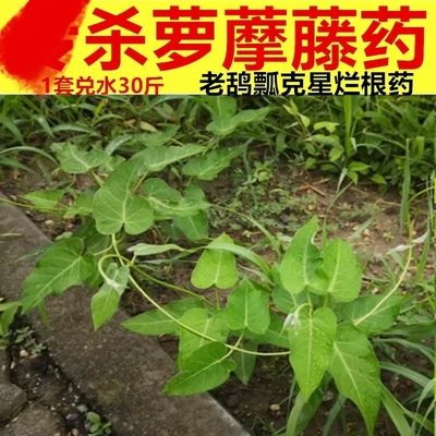 除萝藦藤除草剂除老鸹瓢白环藤赖瓜瓢哈喇瓢巧瓜儿婆婆针除草剂