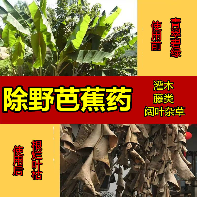 除野芭蕉烂根野芭蕉药除藤类除灌木除阔叶杂草烂根除草剂农药