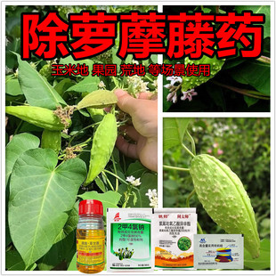 荒地玉米地除萝藦藤老鸹瓢拉拉秧田旋花烂根药除萝藦藤鹅绒藤农药