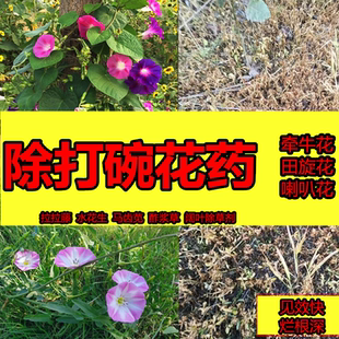 打碗花除草剂牵牛花喇叭花田旋花烂根药阔叶杂草除草烂根剂一扫光