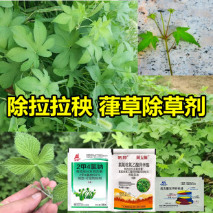 可以除拉拉秧除草剂什么药除拉拉秧拉拉藤割人藤葎草除草剂藤蔓药
