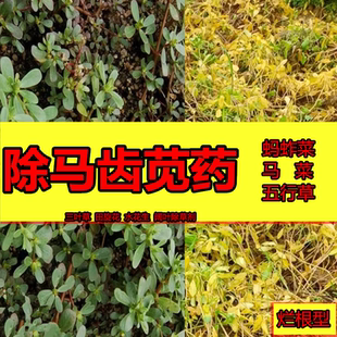 除马齿苋药马菜蚂蚱菜烂根药五行草三叶草酢浆草水花生阔叶除草剂