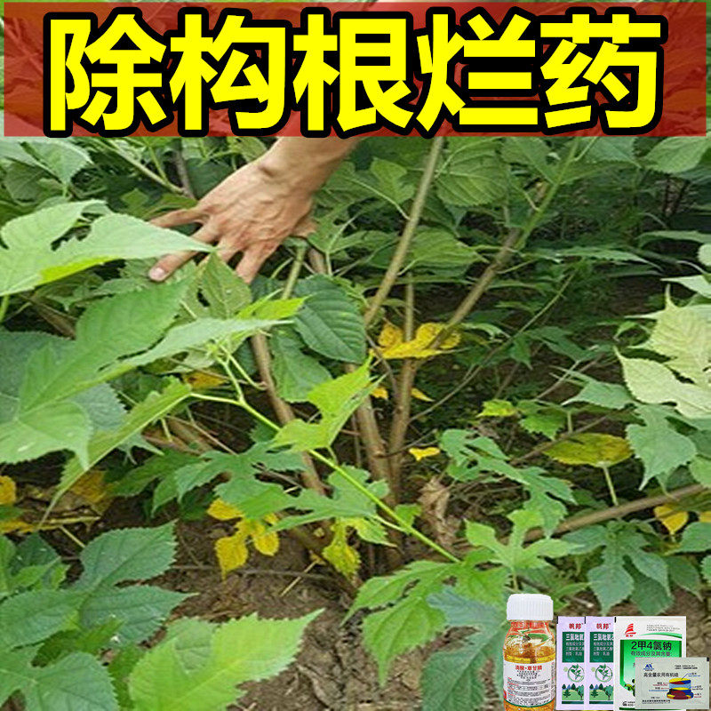 除恶性野构烂根药家前屋后院子里除构桃假杨梅杂灌不想要怎么除掉