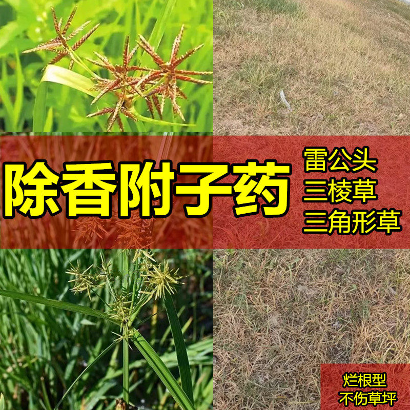 香附子专用除草烂根剂三棱草水蜈蚣异型莎草雷公头阔叶草坪除草剂