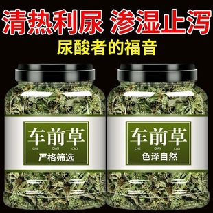 野生车前草泡茶干货新鲜纯天然整株车前草茶尿高酸特级金钱草花茶