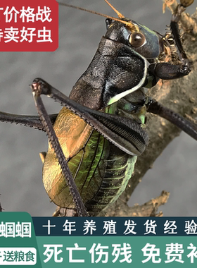 新脱蝈蝈十年养殖场包死亡断腿