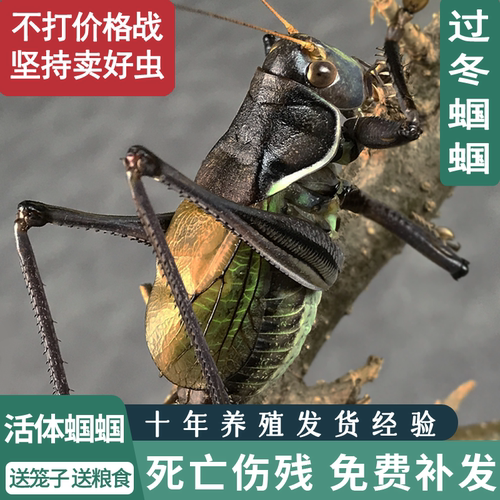 新脱蝈蝈十年养殖场包死亡断腿