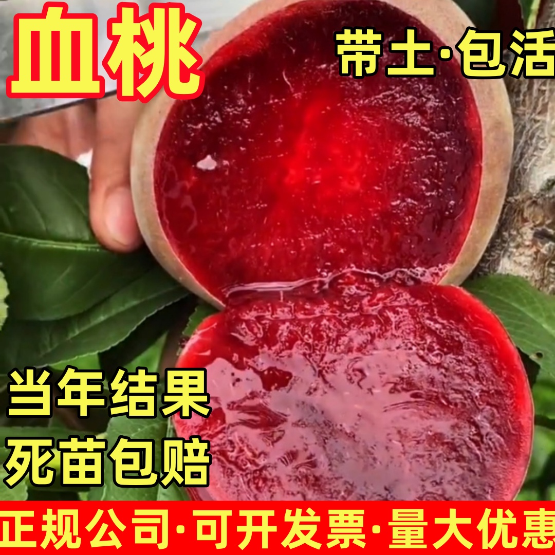 血桃苗活苗南北方庭院地栽种植果树特大四季阳台盆栽嫁接当年结果