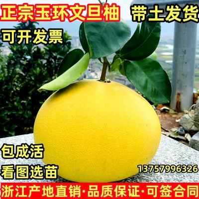 玉环文旦柚树苗庭院别墅种植