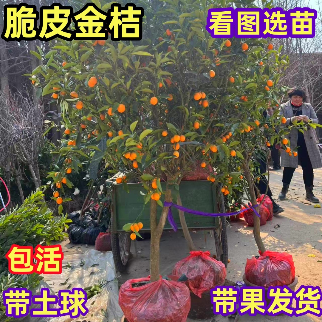 脆皮金桔苗树庭院地栽橘子树大树室内阳台盆栽带果桔子苗当年结果