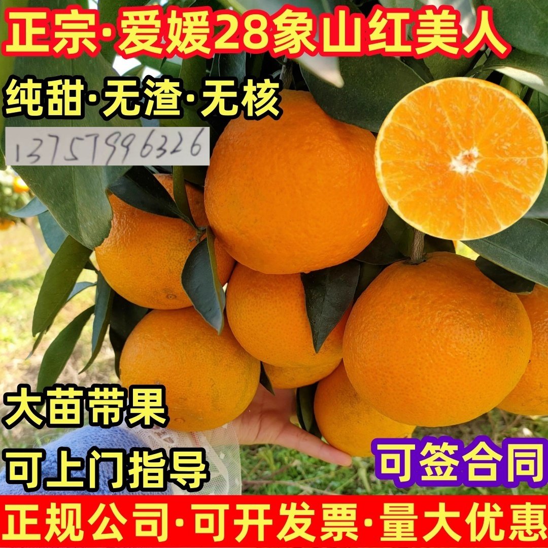 正宗象山红美人树苗爱媛28号38号柑桔无核橘子苗嫁接桔子树苗带土