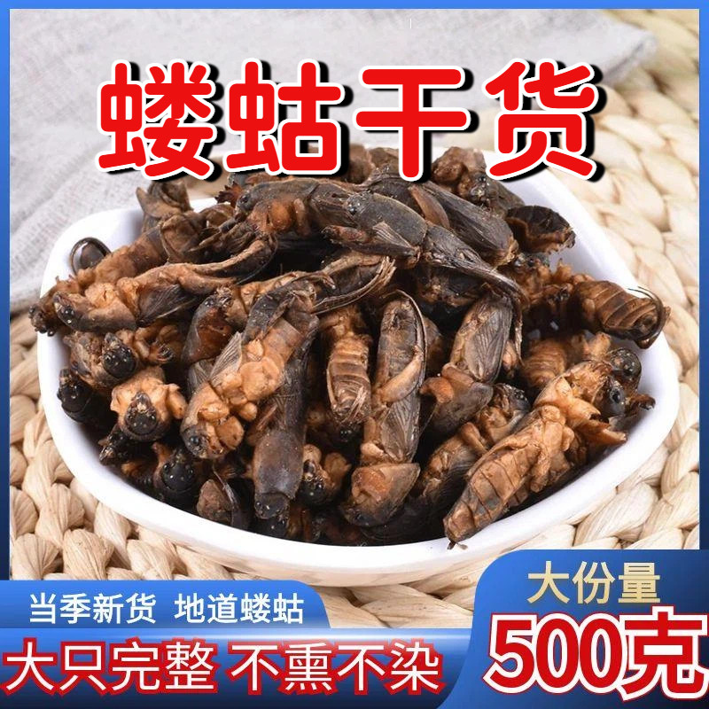 新货精选大蝼蛄中药材500g蝼蛄干食用拉拉地狗土狗子虫